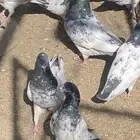 باكستاني للبيع العدد تقريب55 حبه