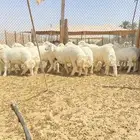 خرفان حريات