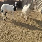 شاتين حريات طيبه
