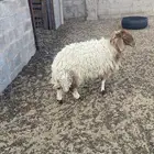 جذعات مقاني