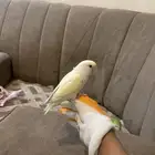 روز