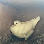 زغاليل حمام فرنسي