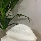 زبدة غنم