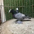 جوز ساكسون للبيع