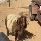 للبيع مشروع فحل نعيم