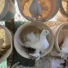 للبيع حمام رقاص ابيض