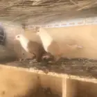 ذكرين لبناني
