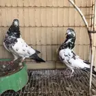 حمام باكستاني