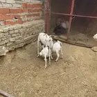 عنز يتبعها اثنين