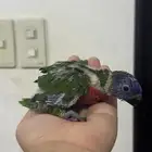 فرخ لوري سوانسون غر