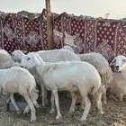 نعاج بفحلها