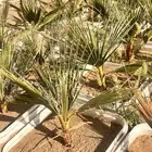 نخيل واشنطونيا (بسعر الجمله ) فرصه استثمارية