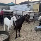 قبرصيه مضرع