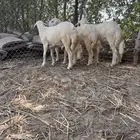 طليان ذبائح للبيع