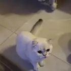قط سكوتش للتبني