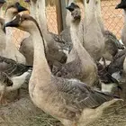 وز عراقي للبيع