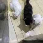 قطط لعوبه للتبني عمرها 8 شهور ..معقمه..خاليه من الامراض