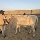 3 بقر المانيا
