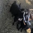 البيع معزا عرضييات ثلاث تحتها خمس