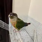 للبيع بغبغاء كنيور يلو سايد