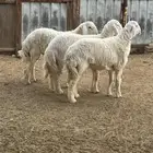 طليان جذعان حريه