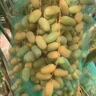 صيف نخل برني