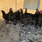 مشروع براهما فرصه للي يبغى شي طيب للموسم