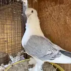 ستنايت ازرق