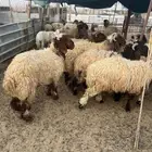 ذبايح