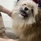 كلب بومرينيان لعوب واليف