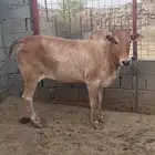 خبشه اللبيع