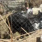خروف نجدي فحل