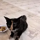 قطط