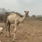 بعير ارك اصل