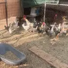 دجاج بلدي بياض