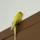 بادجي ذكر