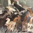 دجاج بلدي و فيومي