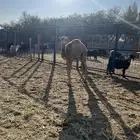 خلفه ساحليه للبيع