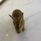 ارنب للبيع