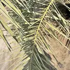 جريد نخل سعف