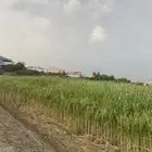 قصب بيضا بلدي للبيع قصب القطعه كامله