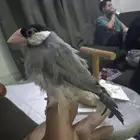 جاوا اليف بصحه ممتازه