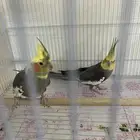 زوج كروان نورمل منتج تحته اربع بيضات( تم البيع)