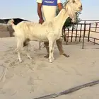 عنز رغوث