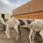 حشو للبيع