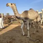 للبيع جذعه شقحا