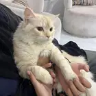 قط شرازي مهجن