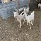 معزا مشاريك