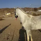 خيل