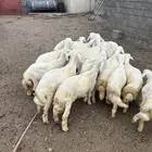 خرفان لبيع